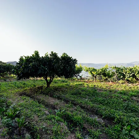 Otel Casas Da Quinta De Santa Cruz - Douro Land