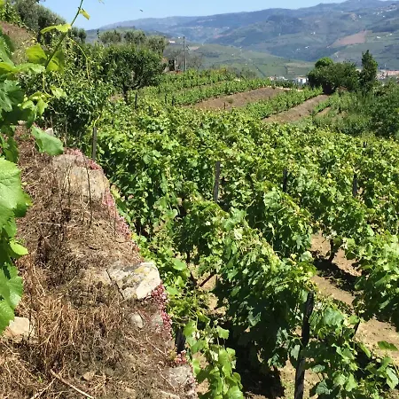 Casa Da Quinta De Santa Cruz - Douro Valley - By Met *